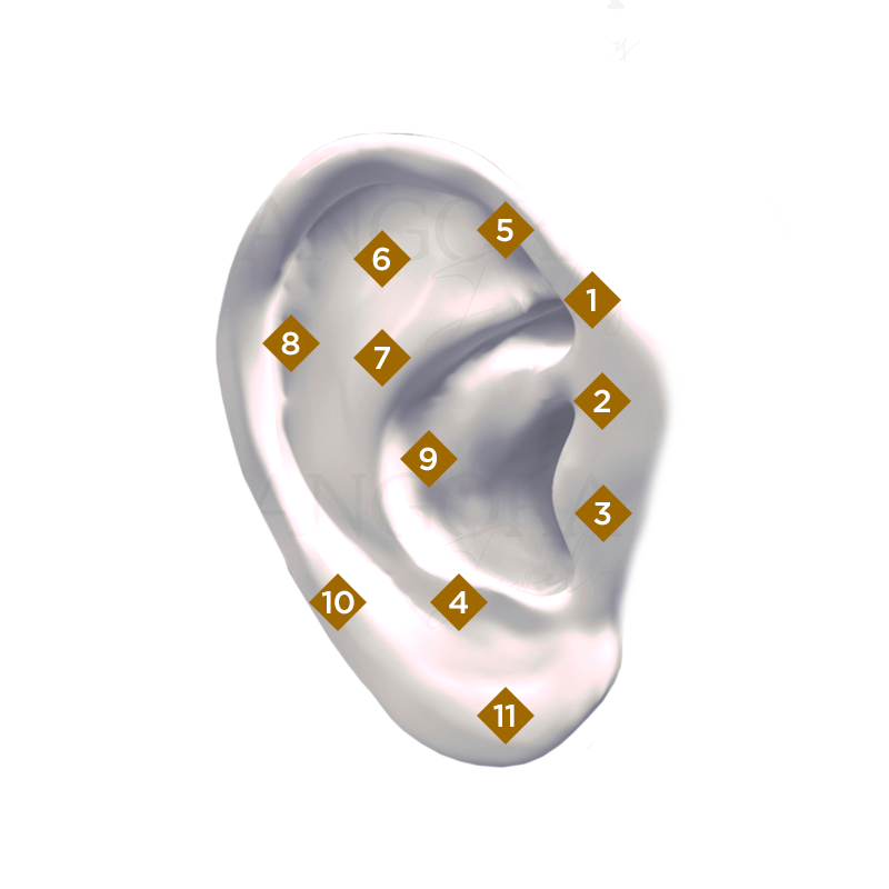 Angora ear perforation zone